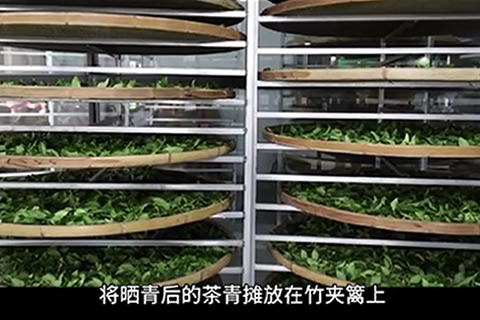 铁观音茶的制作工序 02.jpg