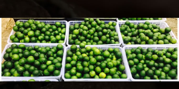 陈皮白茶 详情描述04_r1_c1.jpg