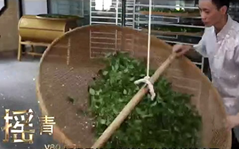 铁观音茶的摇青技术 01.jpg
