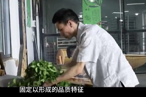 铁观音茶的制作工序 03.jpg