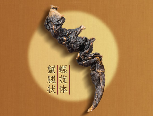 
铁观音茶的鉴别方法 02.jpg