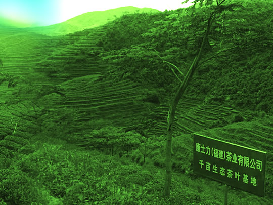 康士力茶园基地01.jpg