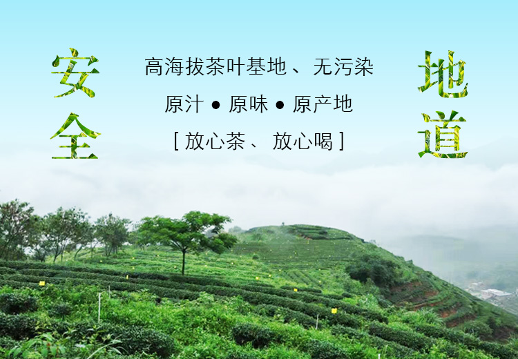 自来香（康士力）原产地茶叶.jpg