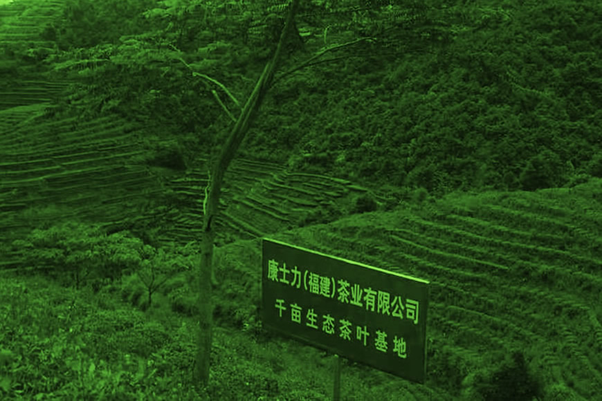 康士力茶园基地02.jpg