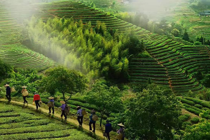 康士力茶园基地04.jpg