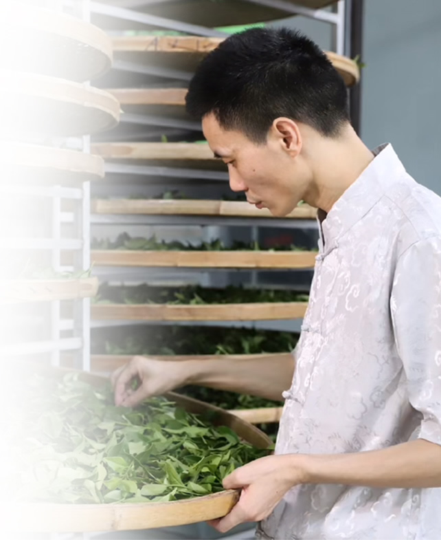 制茶大师自来香（康士力）王进财先生