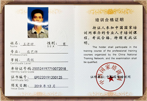 自来香（康士力）王进财：高级农艺制茶师