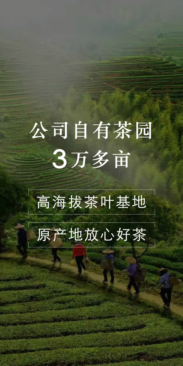 康士力千亩生态茶业基地